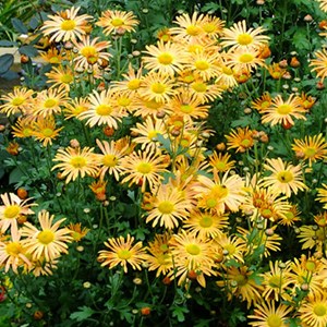 6 x marguerite d'automne  - chrysanthemum 'mary stoker'  - godet 9x9 cm