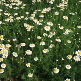 6 x camomille romaine - chamaemelum nobile  - godet 9x9 cm