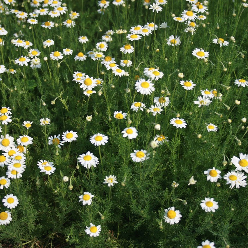 6 x camomille romaine - chamaemelum nobile - godet 9x9 cm