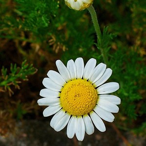 6 x camomille romaine - chamaemelum nobile  - godet 9x9 cm