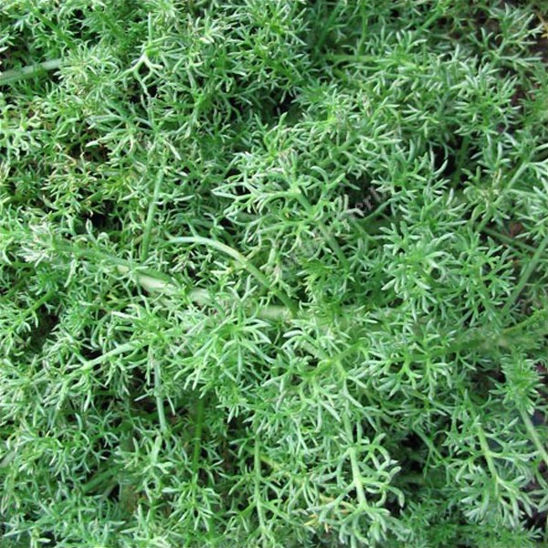 6 x camomille romaine - chamaemelum nobile 'treneague' - godet 9x9 cm