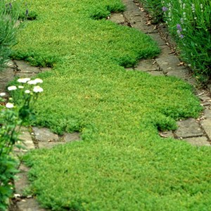 6 x camomille romaine  - chamaemelum nobile 'treneague'  - godet 9x9 cm