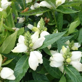 6 x galonne oblique  - chelone obliqua 'alba'  - godet 9x9 cm