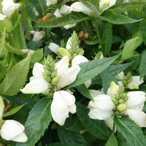 6 x galonne oblique  - chelone obliqua 'alba'  - godet 9x9 cm