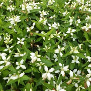 6 x galonne oblique  - chelone obliqua 'alba'  - godet 9x9 cm