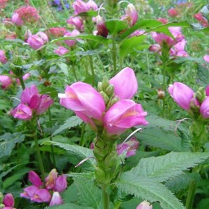 6 x galonne, galonne oblique - chelone obliqua  - godet 9x9 cm