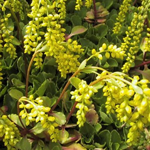 6 x goutte d'or - chiastophyllum oppositifolium  - godet 9x9 cm