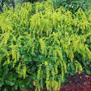 6 x goutte d'or - chiastophyllum oppositifolium  - godet 9x9 cm