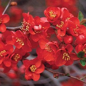2 x cognassier du japon - chaenomeles superba 'crimson and gold' - 30-40 cm pot
