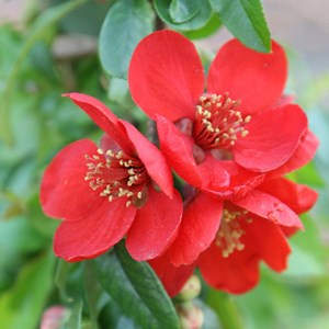 2 x cognassier du japon - chaenomeles superba 'crimson and gold' - 30-40 cm pot
