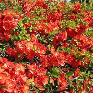 2 x cognassier du japon  - chaenomeles superba 'fire dance'  - 30-40 cm pot