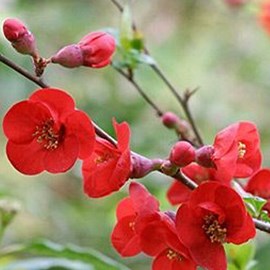 2 x cognassier du japon  - chaenomeles superba 'fire dance'  - 30-40 cm pot