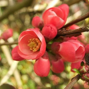 2 x cognassier du japon  - chaenomeles superba 'hollandia'  - 30-40 cm pot