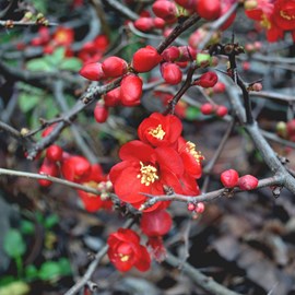 2 x cognassier du japon  - chaenomeles superba 'hollandia'  - 30-40 cm pot