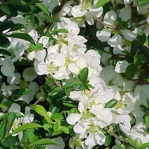 2 x cognassier du japon  - chaenomeles superba 'jet trail'  - 30-40 cm pot