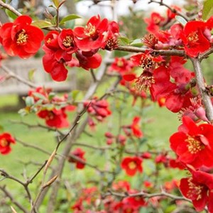 2 x cognassier du japon  - chaenomeles superba 'nicoline'  - 30-40 cm pot