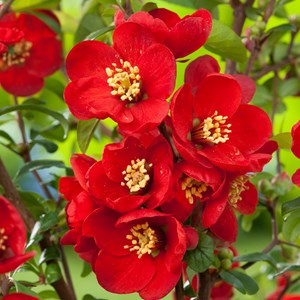 2 x cognassier du japon  - chaenomeles superba 'nicoline'  - 30-40 cm pot