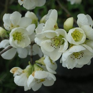 2 x cognassier du japon  - chaenomeles speciosa 'nivalis'  - 30-40 cm pot
