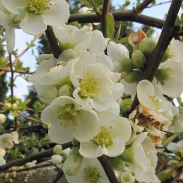 2 x cognassier du japon - chaenomeles speciosa 'nivalis' - 30-40 cm pot
