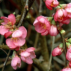 2 x cognassier du japon  - chaenomeles superba 'pink lady'  - 30-40 cm pot
