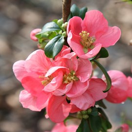 2 x cognassier du japon  - chaenomeles superba 'pink lady'  - 30-40 cm pot