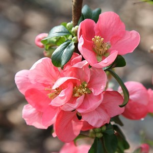2 x cognassier du japon  - chaenomeles superba 'pink lady'  - 30-40 cm pot