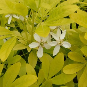 Oranger du mexique  - choisya ternata 'sundance'  - 50-60 cm pot