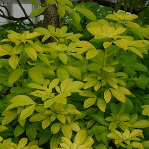 2 x oranger du mexique  - choisya ternata 'sundance'  - 25-30 cm pot