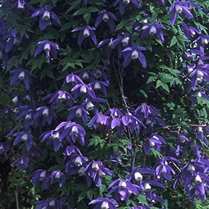 2 x clématite des alpes  - clematis alpina 'frankie'  - 50-60 cm pot