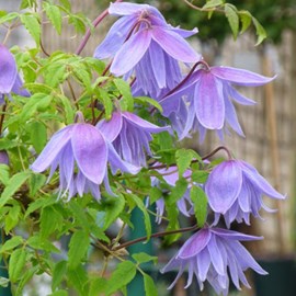 2 x clématite des alpes  - clematis alpina 'frankie'  - 50-60 cm pot