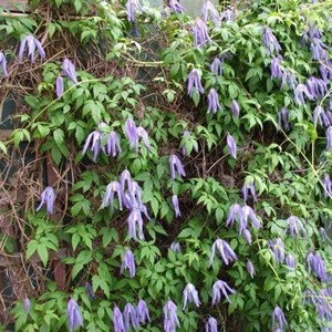 2 x clématite  - clematis alpina 'frances rivis'  - 50-60 cm pot