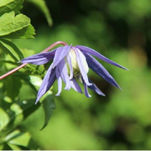 2 x clématite  - clematis alpina 'frances rivis'  - 50-60 cm pot