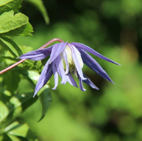 Arborix - 2 x clématite  - clematis alpina 'frances rivis'  - 50-60 cm pot