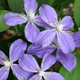 Clématite  - clematis 'arabella'  - 50-60 cm pot