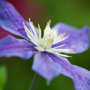 Clématite  - clematis 'arabella'  - 50-60 cm pot