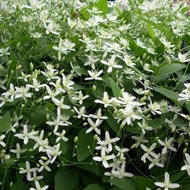 Clématite  - clematis armandii 'snow bells'  - 60-80 cm pot