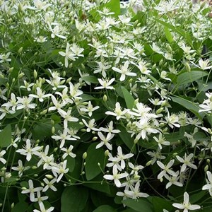 Clématite  - clematis armandii 'snow bells'  - 60-80 cm pot