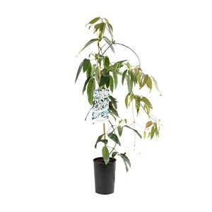 Clématite  - clematis armandii 'snow bells'  - 60-80 cm pot