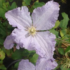 2 x clématite  - clematis 'blekitny aniol'  - 50-60 cm pot