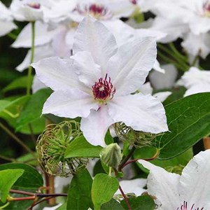 2 x clématite  - clematis 'miss bateman'  - 50-60 cm pot