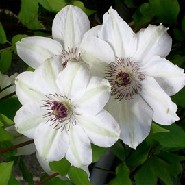 2 x clématite  - clematis 'miss bateman'  - 50-60 cm pot