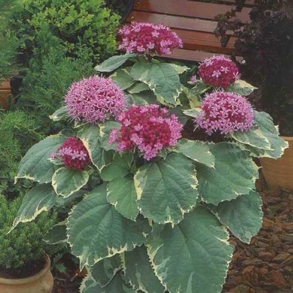 Clérodendron fétide - clerodendrum bungei 'pink diamond' - 30-40 cm pot