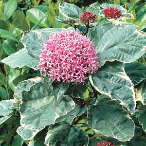 Clérodendron fétide  - clerodendrum bungei 'pink diamond'  - 30-40 cm pot