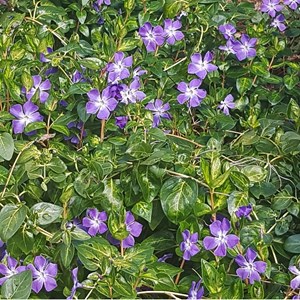 2 x clématite  - clematis 'mrs cholmondeley'  - 50-60 cm pot