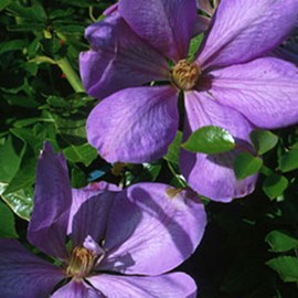 2 x clématite  - clematis 'mrs cholmondeley'  - 50-60 cm pot