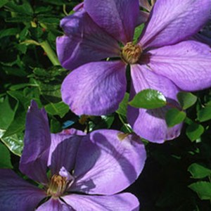 2 x clématite  - clematis 'mrs cholmondeley'  - 50-60 cm pot