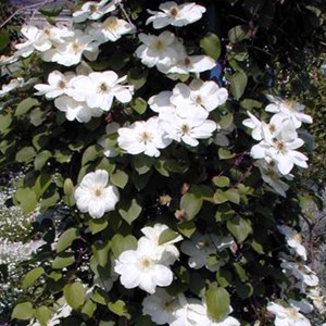 2 x clématite  - clematis 'mevrouw le coultre'  - 50-60 cm pot