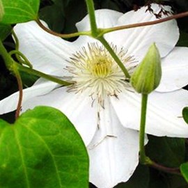 2 x clématite  - clematis 'mevrouw le coultre'  - 50-60 cm pot