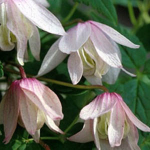 2 x clématite  - clematis 'pink flamingo'  - 50-60 cm pot