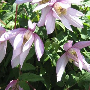 2 x clématite  - clematis 'pink flamingo'  - 50-60 cm pot